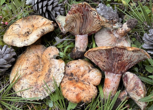 Lactarius sanguifluus (Paulet) Fr.