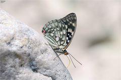 Sasakia charonda