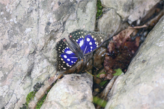 Sasakia charonda