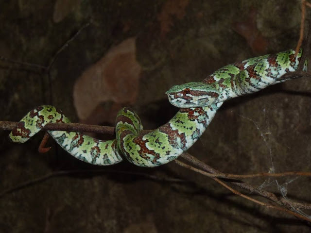 Broad-Banded Temple Pitviper