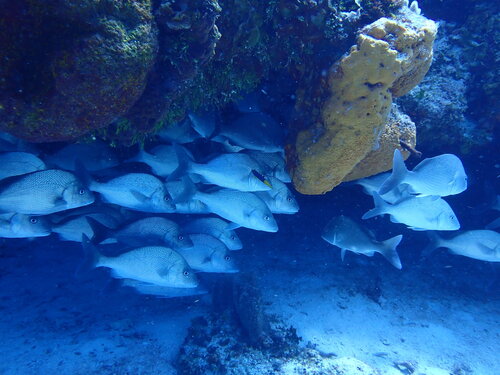 Grey grunt (Haemulon album) — Haemulidae — 3