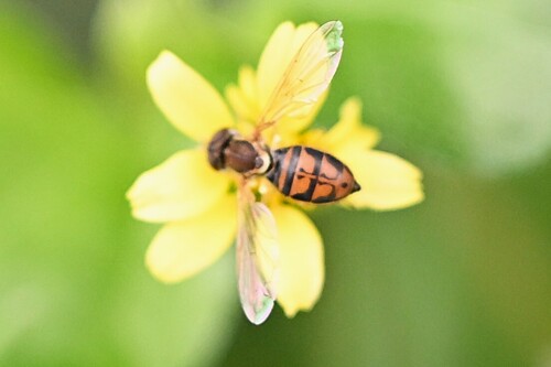 Unknown species found near Cibolo, TX, USA
