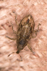 Notiodes aeratus