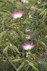 Calliandra pittieri