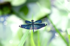 Rhyothemis fuliginosa