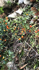 Solanum pseudocapsicum