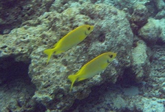 Siganus corallinus