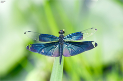 Rhyothemis fuliginosa