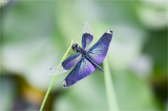 Rhyothemis fuliginosa