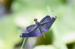 Rhyothemis fuliginosa
