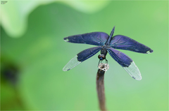 Rhyothemis fuliginosa