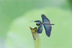 Rhyothemis fuliginosa