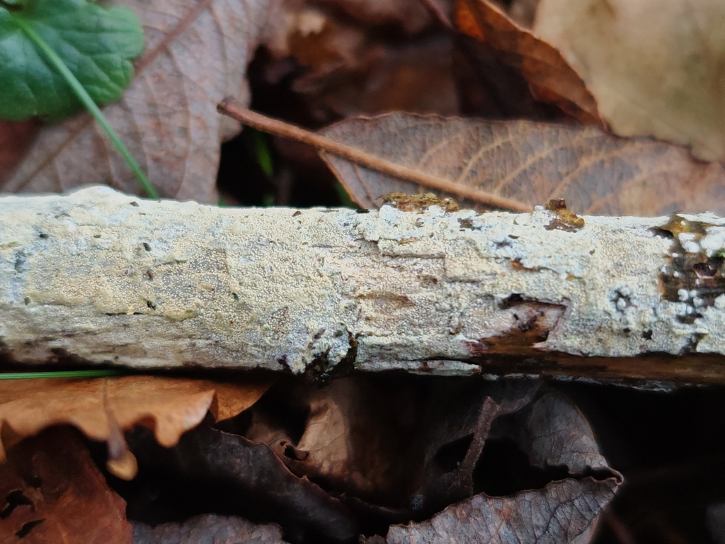 Lyomyces crustosus