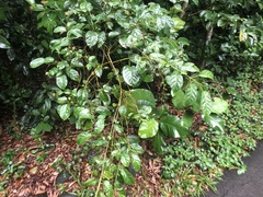 Clerodendrum laevifolium