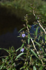 Hydrolea zeylanica