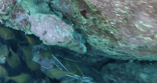 Painted Spiny Lobster (Panulirus versicolor)