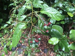 Clerodendrum laevifolium