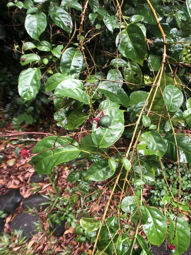 Clerodendrum laevifolium