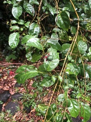 Clerodendrum laevifolium
