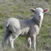綿羊 - Photo 由 Lauren Glevanik 所上傳的 (c) Lauren Glevanik，保留部份權利CC BY-NC