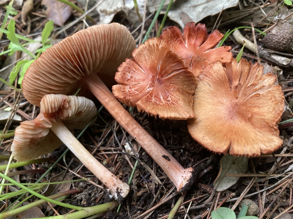 Inocybe godeyi