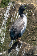 Phalacrocorax featherstoni