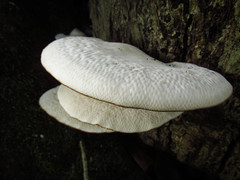 Polyporaceae