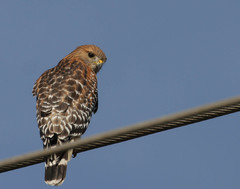 Buteo lineatus