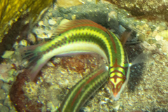 Halichoeres maculipinna