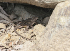 Sceloporus occidentalis