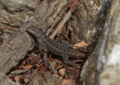 Sceloporus occidentalis