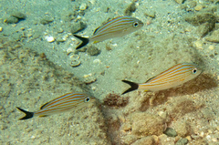 Haemulon carbonarium