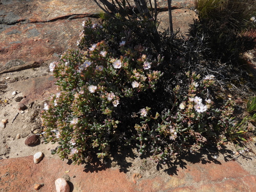 Oscularia lunata, photograph 1