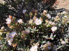 Oscularia lunata