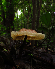 Fungi