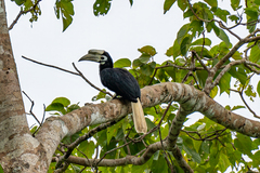 Palawan Hornbill photo 2