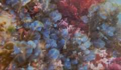 Dictyopteris undulata