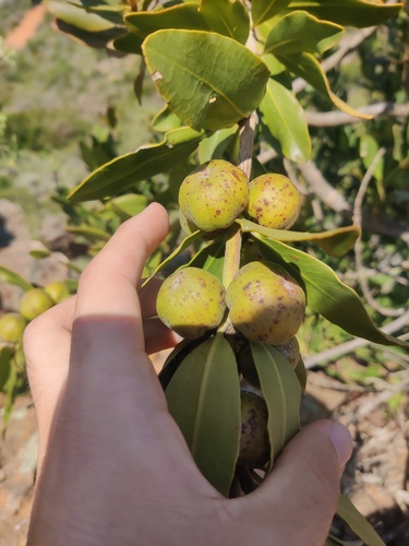 Gifboom (Hyaenanche globosa)