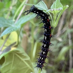 Doleschallia bisaltide australis