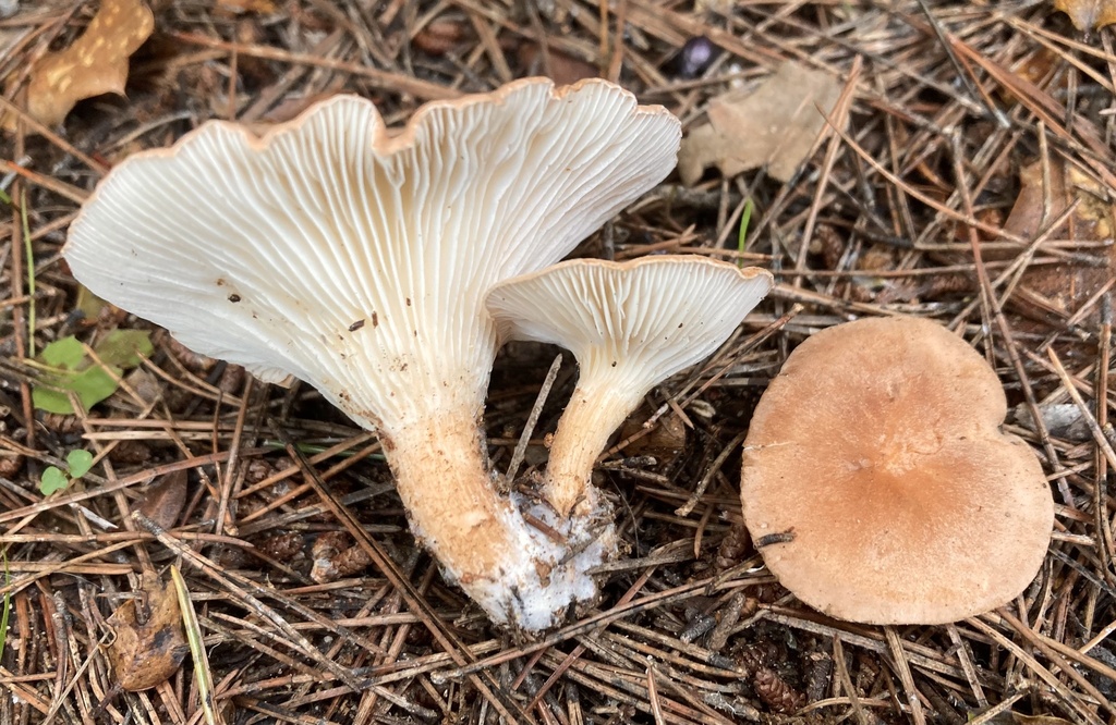 Infundibulicybe mediterranea · December 2025 · photo: © lucian_clanet (iNaturalist, cc-by)