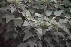 Croton gossypiifolius