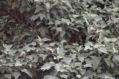 Croton gossypiifolius
