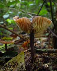 Fungi