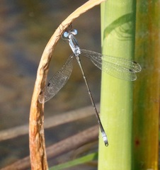 Lestes forficula
