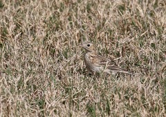 Anthus spragueii