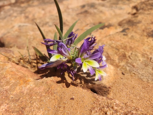 Olifants Bobbejaantjie (Babiana mucronata)