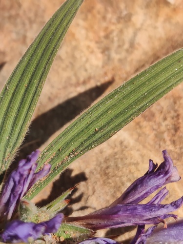 Babiana mucronata