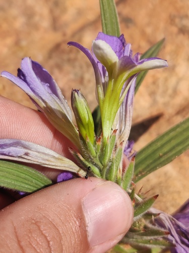Babiana mucronata