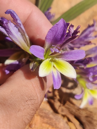Babiana mucronata