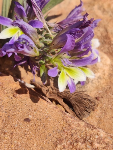 Babiana mucronata